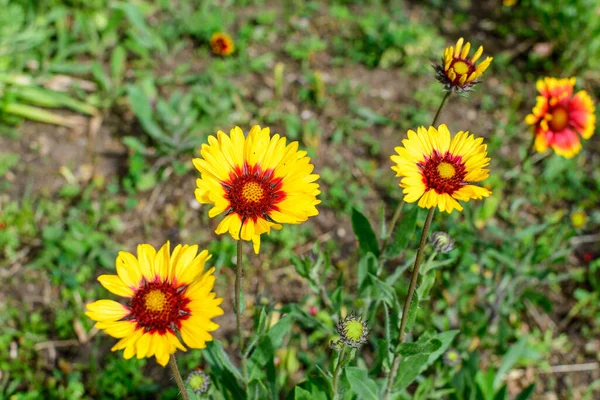 Viele Lebhafte Gelbe Und Rote Gaillardia Blüten Gebräuchliche Bezeichnung Deckenblume — Stockfoto