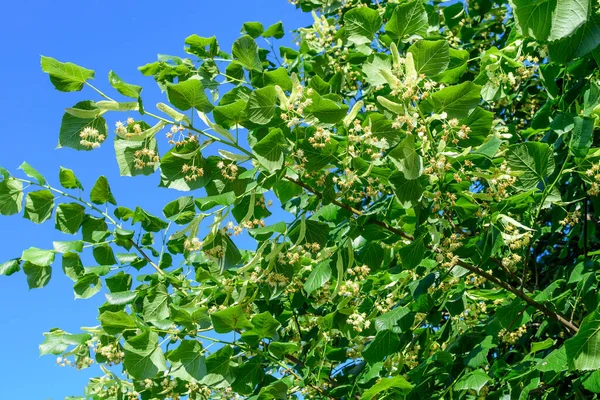 Pequenas Folhas Tília Flores Amarelas Galhos Árvores Vistas Baixo Direção — Fotografia de Stock