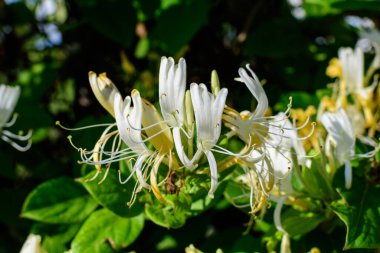 Lonicera Periclymenum bitkisinin taze sarı ve beyaz çiçeklerine sahip yeşil çalı, güneşli bir yaz gününde bir bahçede Avrupa hanımeli ya da oduncuğu olarak bilinen, güzel açık hava çiçekleri