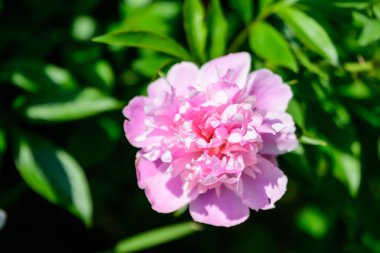 Güneşli bir bahar gününde, İngiliz kır evi tarzında bir bahçede, geniş, canlı, pembe, şakayık çiçekli Bush, güzel bir açık hava çiçekli arka plan seçici bir odak ile fotoğraflandı.