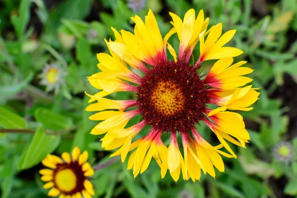 Draufsicht Auf Eine Lebendige Gelbe Und Rote Gaillardia Blume Gebräuchlicher — Stockfoto