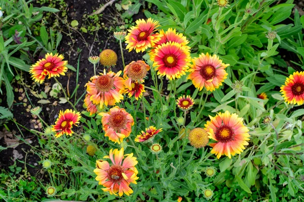 Molti Vividi Fiori Gaillardia Rossi Gialli Fiori Coperta Nome Comune — Foto Stock