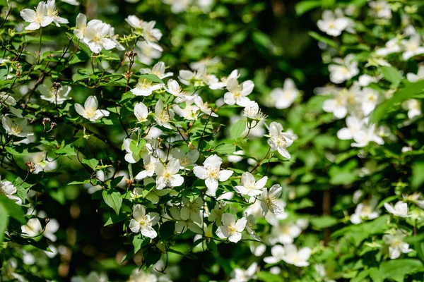 Flores Blancas Delicadas Frescas Hojas Verdes Philadelphus Coronarius Planta Perenne —  Fotos de Stock