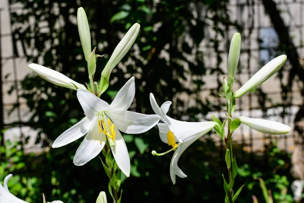 Many Large Delicate White Flowers Lilium Lily Plant British Cottage — Stock Photo, Image