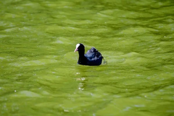 Ein Kleiner Schwarzer Blässhühnchen Auch Als Blässhühnchen Bekannt Schwimmt Einem — Stockfoto