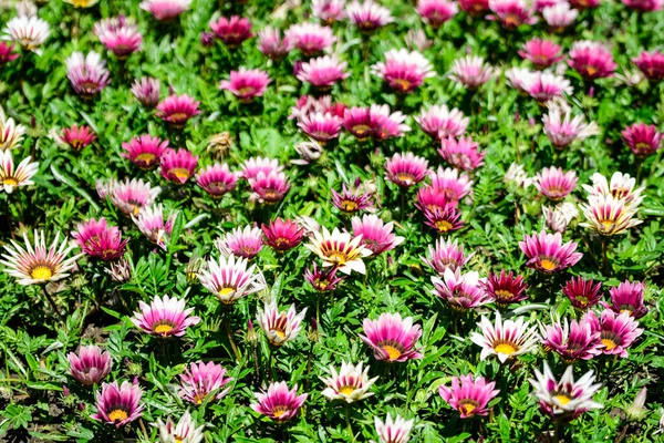 Vista Dall Alto Molti Vividi Fiori Gazania Rosa Bianca Foglie — Foto Stock