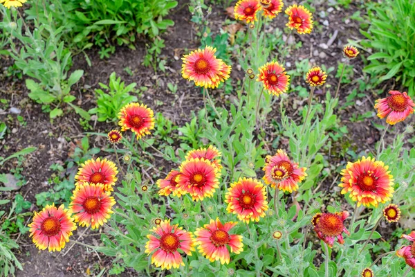 Många Levande Röda Och Gula Gaillardia Blommor Vanligt Namn Filt — Stockfoto