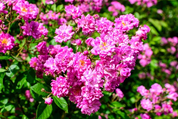 Bush Many Delicate Vivid Pink Magenta Rose Full Bloom Green — Stock Photo, Image
