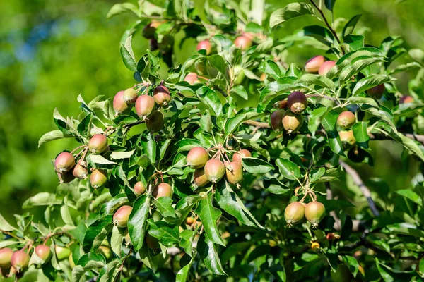 Jovens Pequenos Frutos Verdes Vermelhos Folhas Uma Grande Macieira Luz — Fotografia de Stock