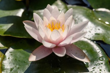 Açık pembe bir nilüfer çiçeğinin (Nymphaeaceae) yaz bahçesindeki bir su yüzeyinde çiçek açarken, açık hava çiçekli arka planda yumuşak bir odak ile çekilmiş bir fotoğrafı.