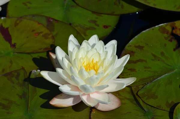Nahaufnahme Einer Weißen Seerosenblume Nymphaeaceae Voller Blüte Auf Einer Wasseroberfläche — Stockfoto