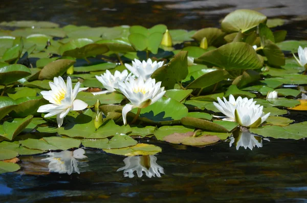 Close up of many white water lily flowers (Nymphaeaceae) in full bloom on a water surface in a summer garden, beautiful outdoor floral background photographed with soft focus