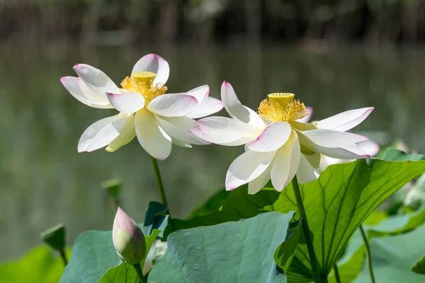 Закрыть Водной Поверхности Летнем Саду Два Белых Цветка Лилии Nfhaeaceae — стоковое фото