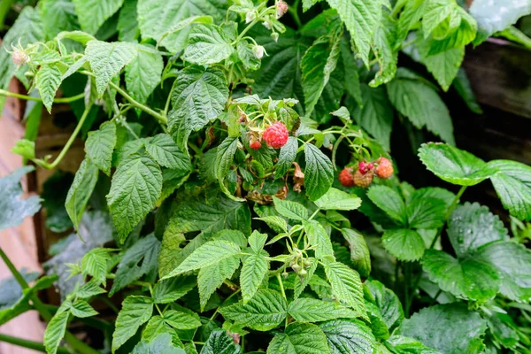 Close up of raw red raspberry fruits in a garden wooden box in a raining day, with small water drops on green leaves in an organic garden, beautiful outdoor natural background, urban gardening