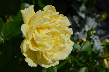 Yaz bahçesinde çiçek açan narin sarı bir gül. Direk güneş ışığında. Arka planda bulanık yeşil yapraklar var.