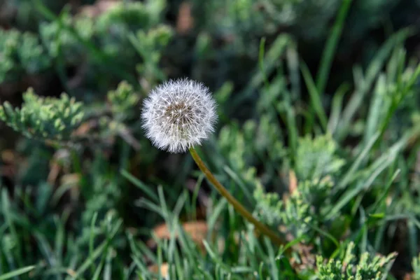 Nær Løvetannblomst Vårhage Med Grønn Utydelig Bakgrunn Mykt Fokus – stockfoto