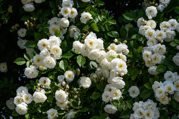 Gran Arbusto Verde Con Delicadas Rosas Blancas Frescas Hojas Verdes — Foto de Stock