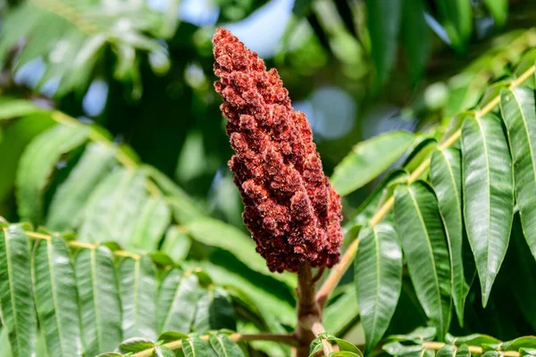 Fruits Sumac Automne Communément Appelé Sumach Sumaq Dans Jardin Par — Photo