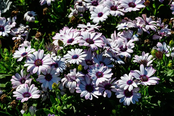 Λευκά Λουλούδια Του Dimorphotheca Ecklonis Osteospermum Κοινώς Γνωστά Cape Marguerite — Φωτογραφία Αρχείου