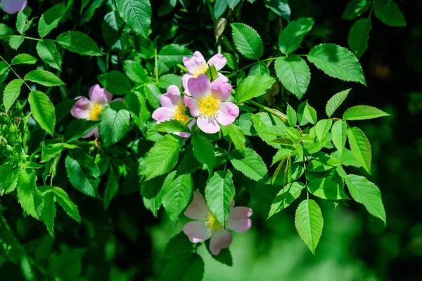 Close Uma Delicada Flor Rosa Canina Plena Floração Jardim Primavera — Fotografia de Stock