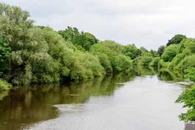 İngiltere, York 'ta Ouse nehrinin yanındaki yeşil büyük söğüt ağaçları bulutlu bir yaz gününde