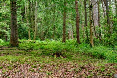 Büyük yaşlı ağaçlar ve eğreltiotlarıyla vahşi yeşil orman, İskoçya, İngiltere 'de bir yaz günü,