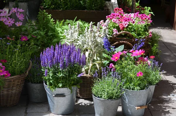 Bir sokak pazarı, lavanta, sardunya veya pelargonyum bitkilerinde, kozmosta ve diğerlerinde satılık gri metal kaplarda mavi ve pembe dekoratif bahçe çiçekleri sergileniyor.