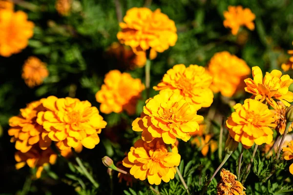 在一个阳光明媚的夏季花园 有一组橙色的标签或非洲的迷迭香花 有质感的花朵背景 柔软的焦点 — 图库照片