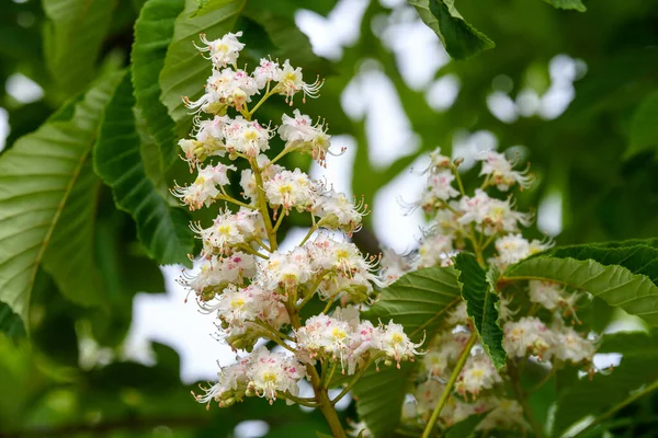 Närbild Vackra Blommande Vita Kastanj Blommor Trädgren Trädgård Solig Vårdag — Stockfoto