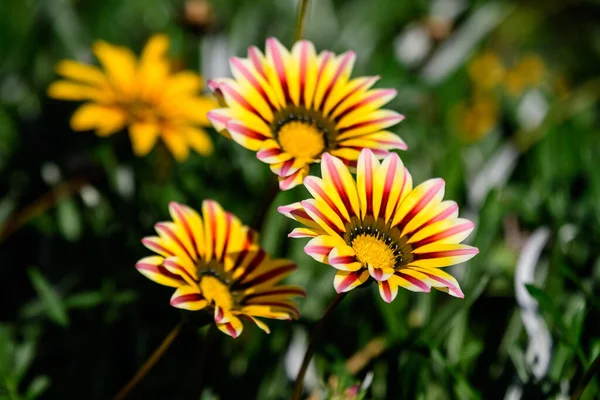 Gruppe Von Gelben Und Orangefarbenen Gazania Blüten Und Grünen Blättern — Stockfoto