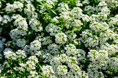Lobularia Maritima 'nın birçok beyaz çiçeği, genellikle tatlı alyssum ya da tatlı Alison olarak bilinir, güneşli bir bahar gününde bir bahçede.
