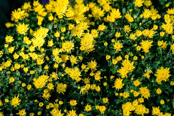 Strauch Der Leuchtend Gelben Chrysantheme Morifolium Blüht Einem Garten Einem — Stockfoto