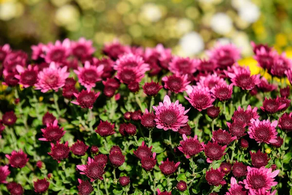Bush Color Rosa Vivo Magenta Crisantemo Morifolium Flores Pequeñas Flores —  Fotos de Stock