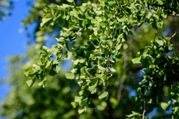 Branche Avec Des Feuilles Vertes Fraîches Ginkgo Biloba Arbre Également — Photo