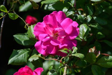 Güneşli bir yaz gününde, bahçedeki güzel pembe bir çiçeğe yakın, yumuşak bir odak.