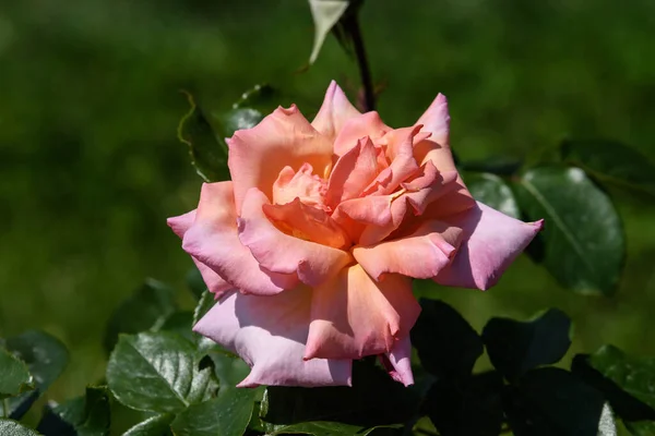 Primo Piano Bellissimo Fiore Rosa Arancione Giardino Nella Soleggiata Giornata — Foto Stock