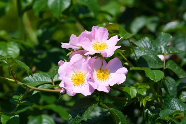 Κοντινό Πλάνο Ενός Ευαίσθητου Λουλουδιού Rosa Canina Πλήρη Άνθιση Έναν — Φωτογραφία Αρχείου