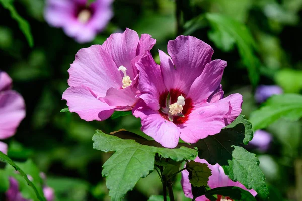 Flores Cor Rosa Hibisco Siríaco Planta Vulgarmente Conhecido Como Rosa — Fotografia de Stock
