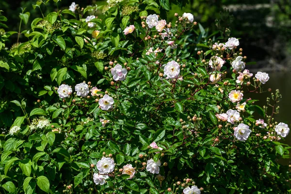 Gran Arbusto Verde Con Delicadas Rosas Blancas Frescas Hojas Verdes —  Fotos de Stock