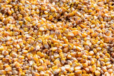 Yeni ev yapımı zakuska ile sıralanmış cam kavanozlar. Domatesler, soğanlar ve patlıcanlar gibi sebzelerden yapılan geleneksel Balkan ve Doğu Avrupa yemekleri. Sağlıklı vegan gıdalara yakın.