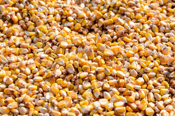 Yeni ev yapımı zakuska ile sıralanmış cam kavanozlar. Domatesler, soğanlar ve patlıcanlar gibi sebzelerden yapılan geleneksel Balkan ve Doğu Avrupa yemekleri. Sağlıklı vegan gıdalara yakın.