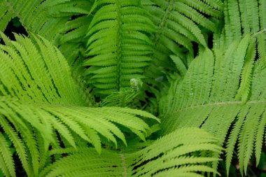 İskoçya, İngiltere 'de bir yaz gününde ormanda büyük yeşil eğreltiotu yaprakları, güzel yeşil manzaralar ve vahşi bitkilerin arka planı.