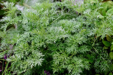 Güneşli bir bahar gününde bir bahçede, Artemisia Absinthium 'un taze yeşil yapraklarını (pelin otu, büyük pelin otu ya da absent) kapatın.