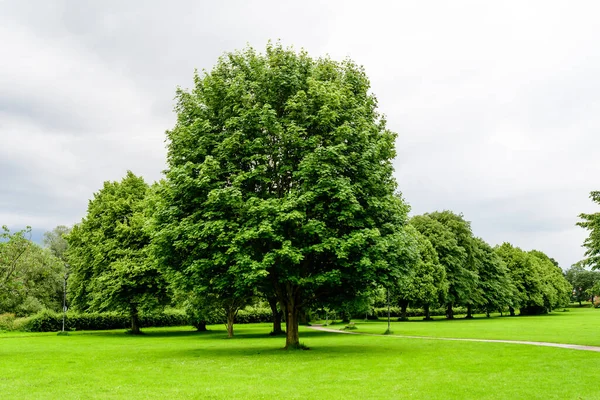 Green Garden Large Lime Trees Bushes Sunny Summer Day Scotland — Stock Photo, Image