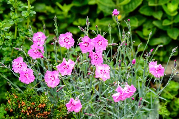 Hintergrund Mit Frischen Rosa Nelkenblüten Dianthus Caryophyllus Und Grünen Blättern — Stockfoto