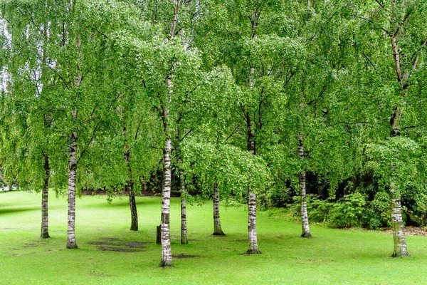 Minimalist Garden Landscape Green Poplars Grass Rainy Day Scotland United — Stock Photo, Image