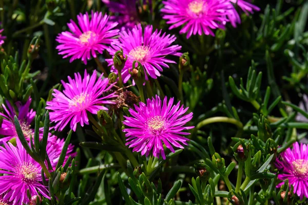 Grupa Różowe Kwiaty Magenta Delosperma Cooperi Lub Mesembryanthemum Cooperi Powszechnie — Zdjęcie stockowe