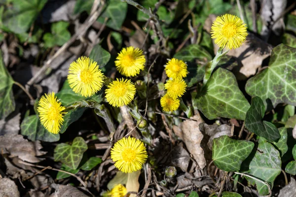 タッシラゴの小さな黄色の花ファーラ植物 一般的にコルツフットとして知られている 早春に 森の中で 直射日光の下で — ストック写真