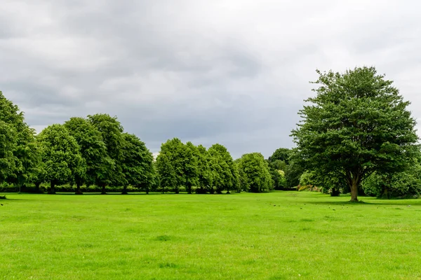 Minimalist Green Park Garden Landscape Large Lime Trees Bushes Sunny — Stock Photo, Image