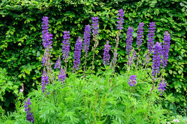 在英国苏格兰的一个阳光灿烂的春天花园里 由红松或红松的蓝花和绿草组成的小团体围成 — 图库照片